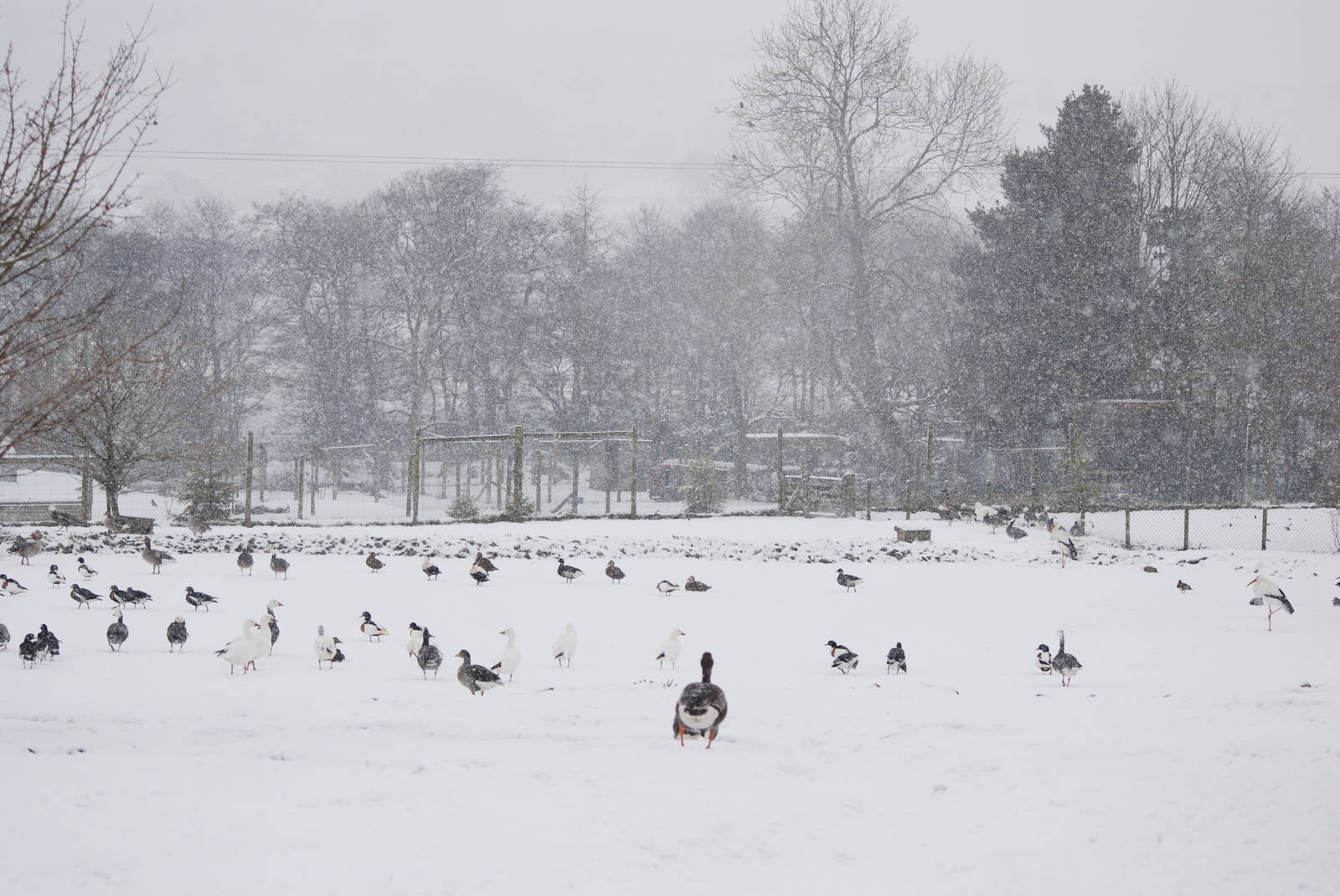 European Lake, Blackbrook in the Snow (again!) 27/12/10