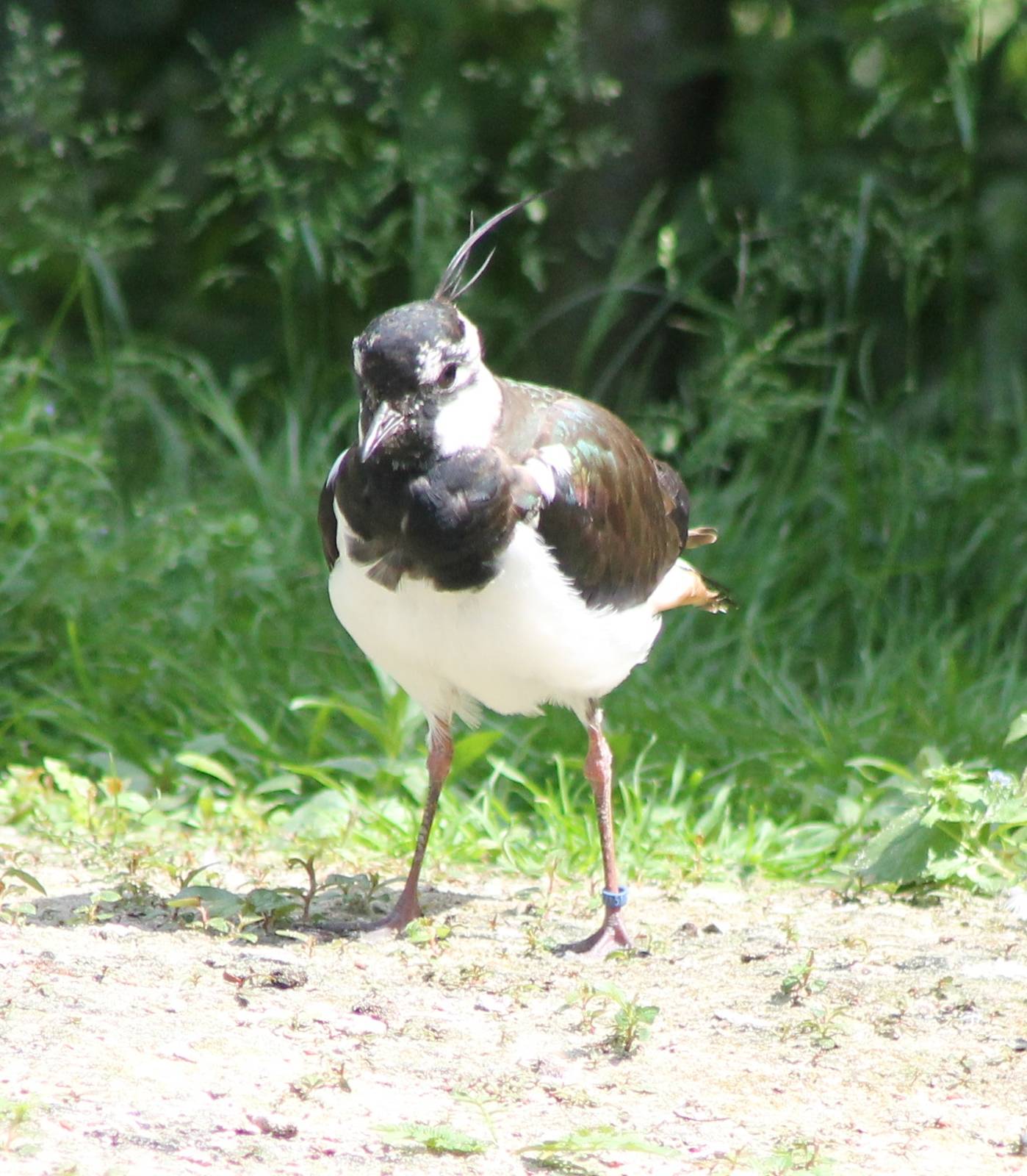 European lapwing