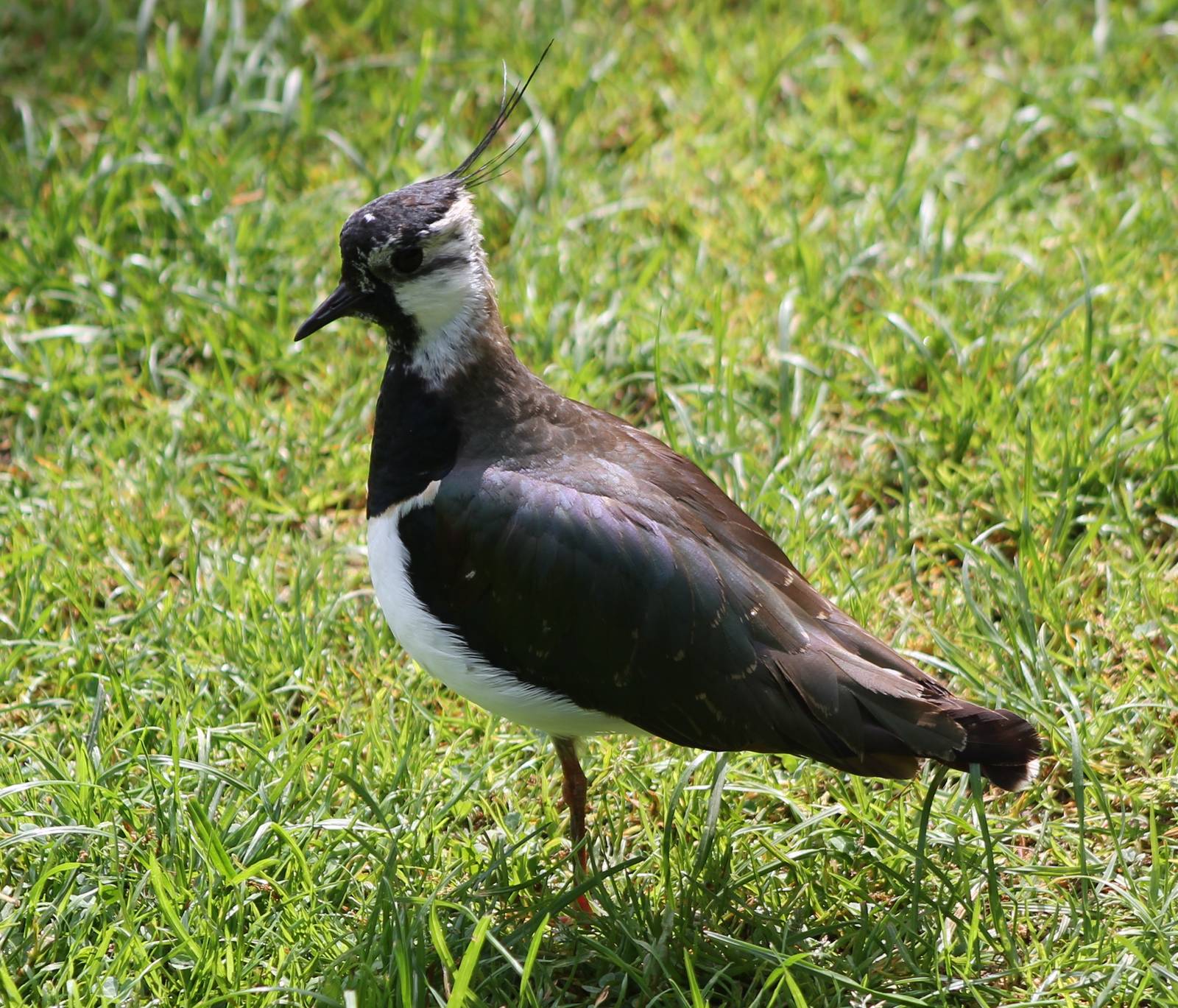European lapwing