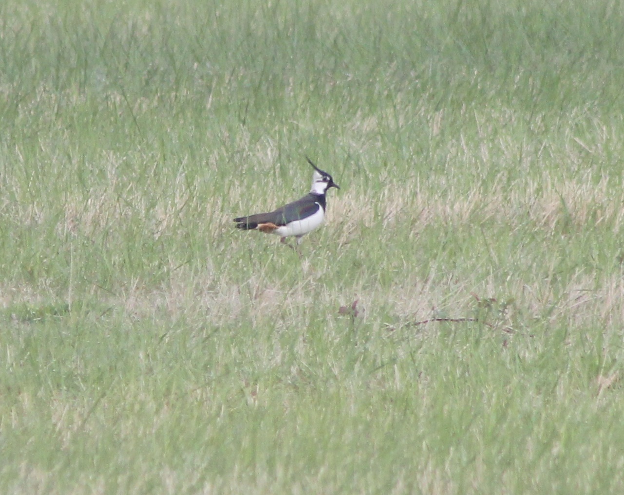 European lapwing