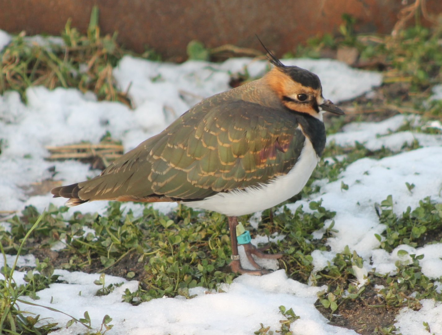European lapwing