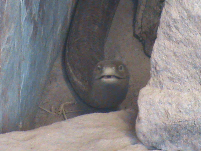 european legless lizard 080811