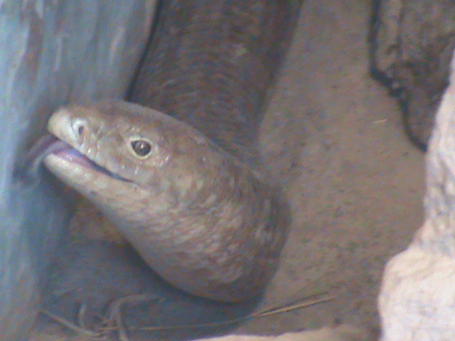 european legless lizard 080811