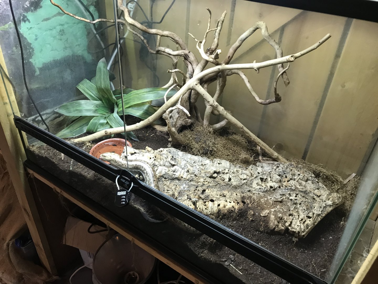 European legless lizard exhibit 251019