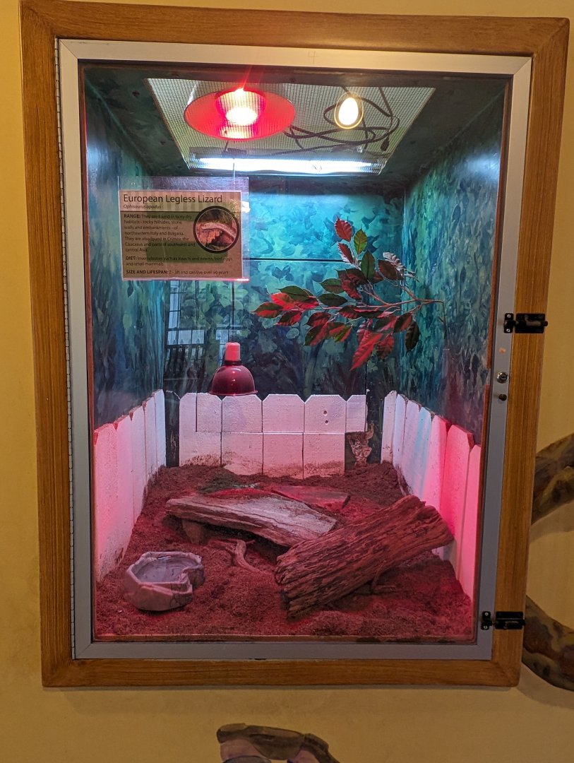 European legless lizard exhibit in the Discovery House