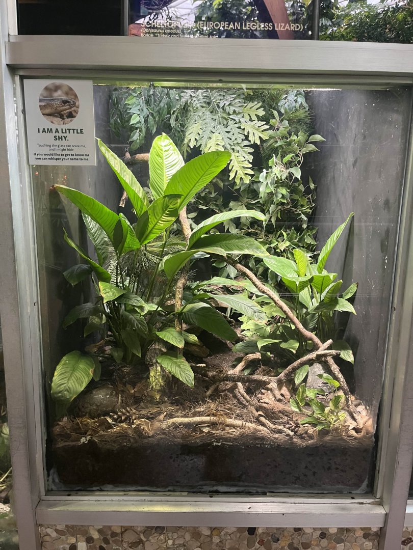 European legless lizard exhibit