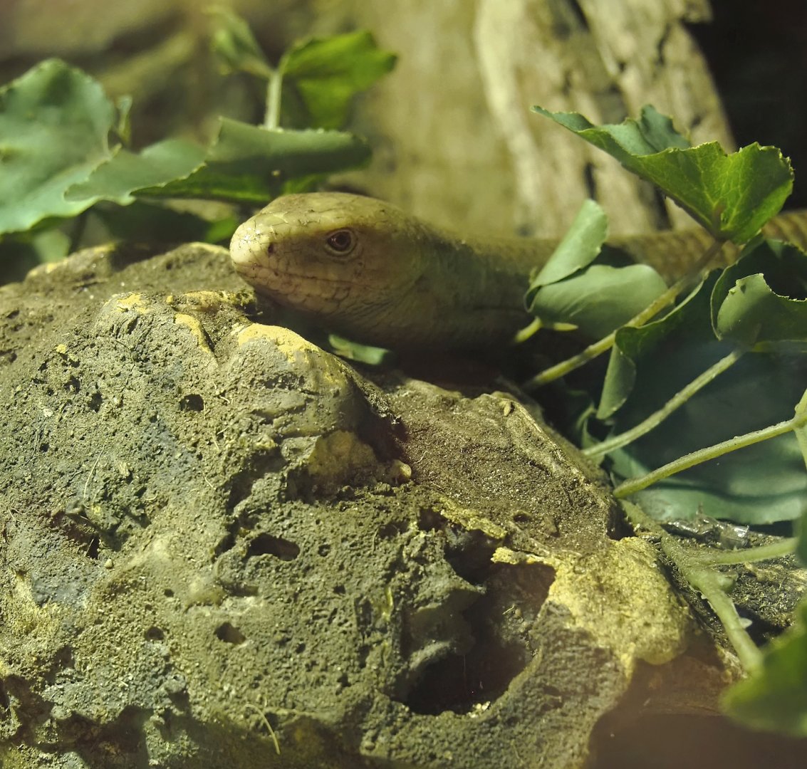 European legless lizard or Sheltopusik (Pseudopus apodus), 2025-04-12