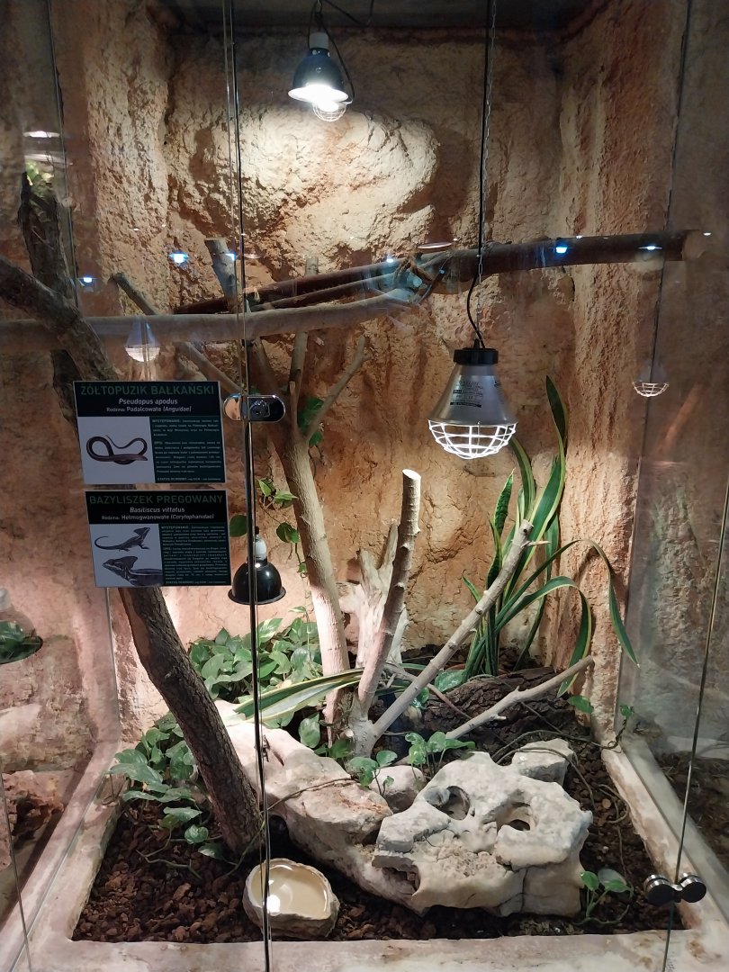 European Legless Lizard (Pseudopus apodus) and Brown Basilisk (Basiliscus vittatus)