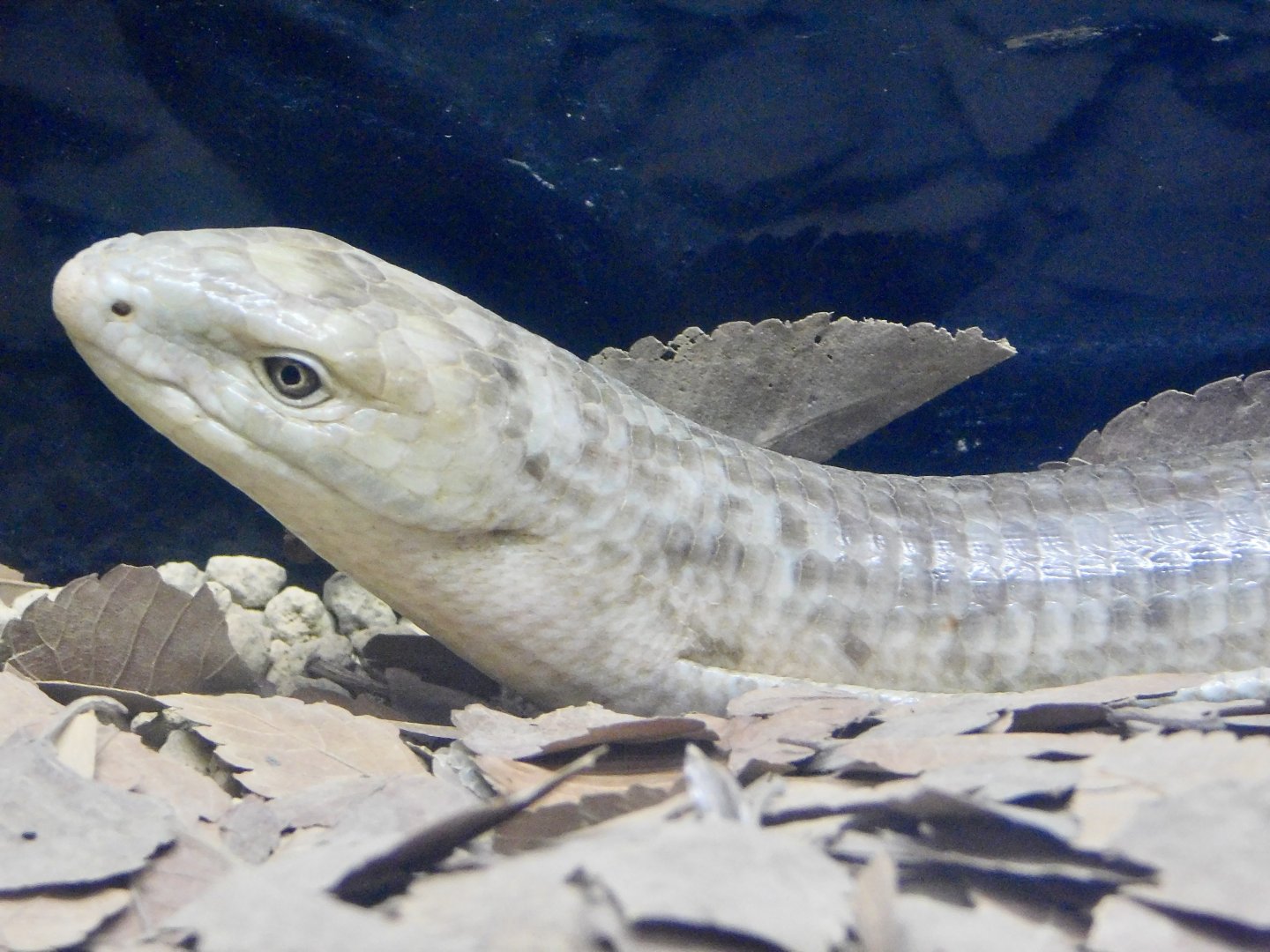 European Legless Lizard (Pseudopus apodus) October 18, 2025