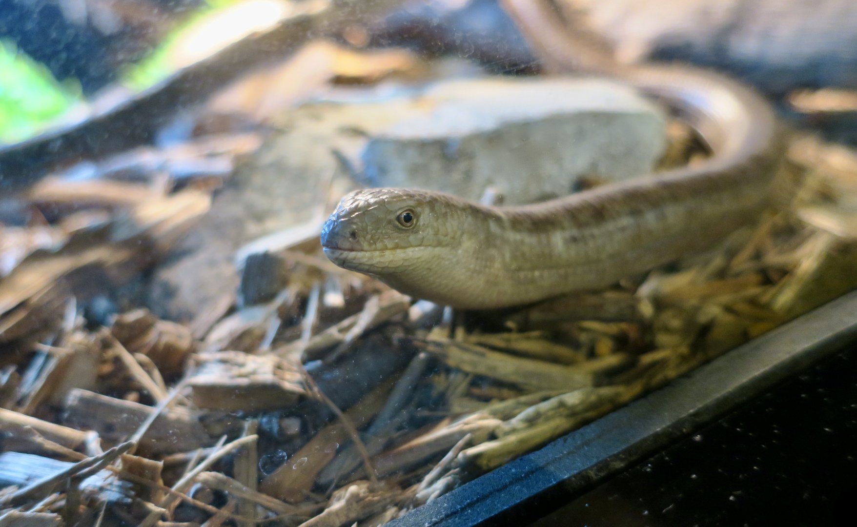 European Legless Lizard (Pseudopus apodus)