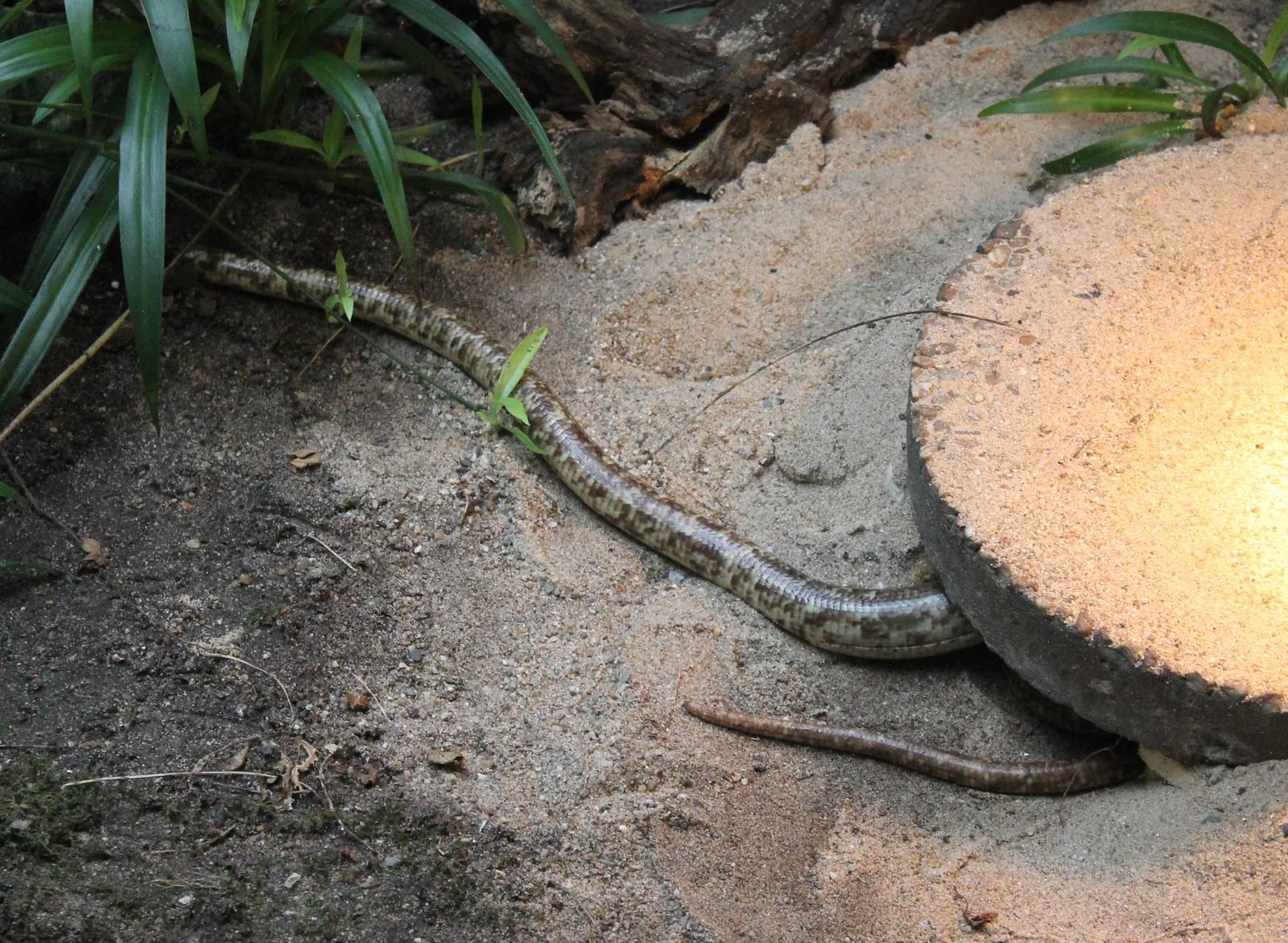 European legless lizard