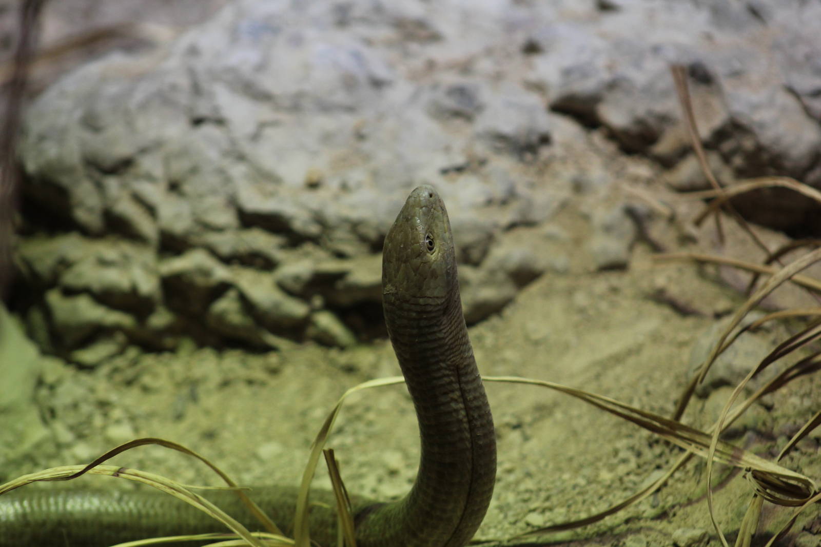 European Legless Lizard