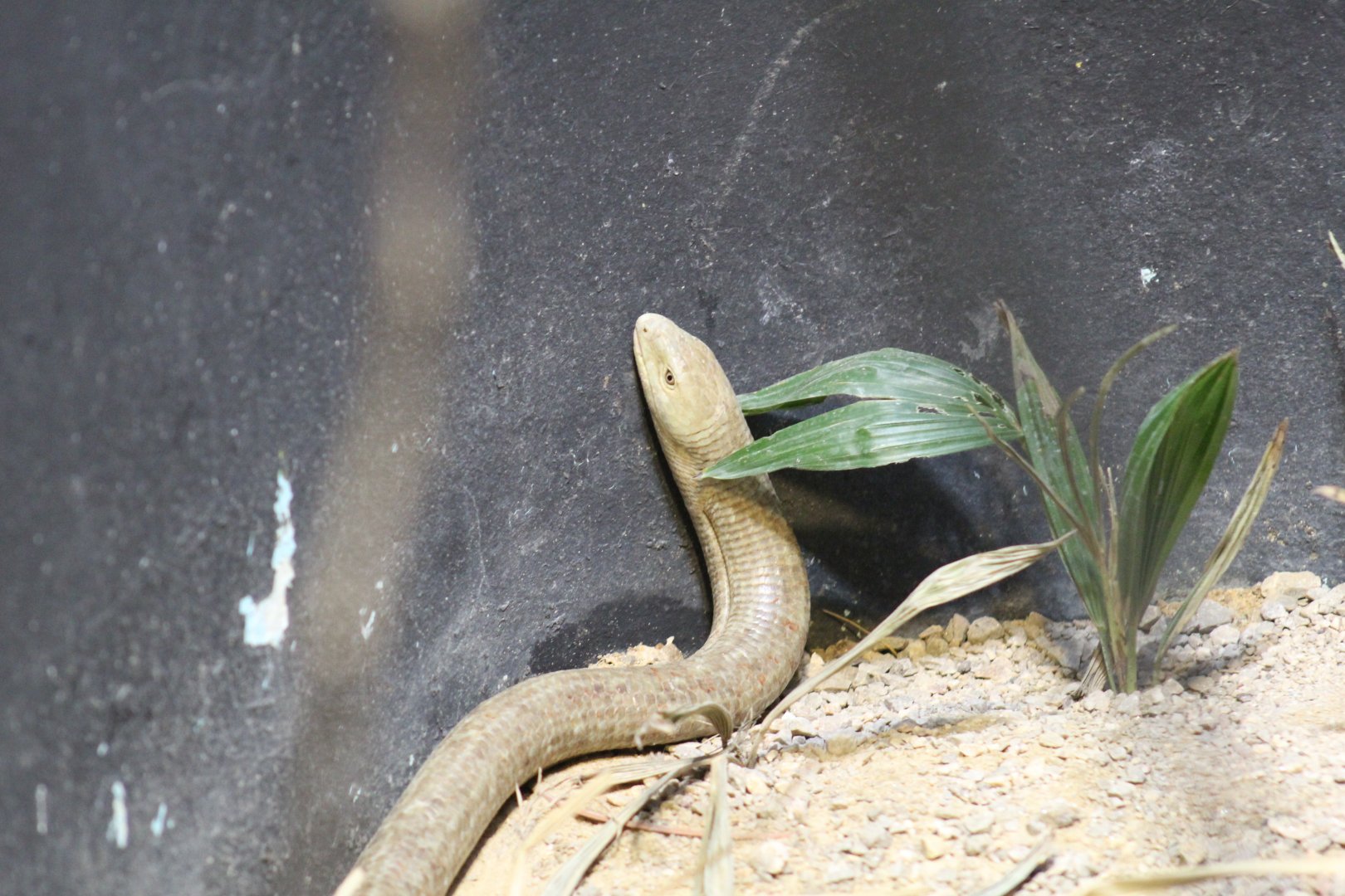 European Legless Lizard