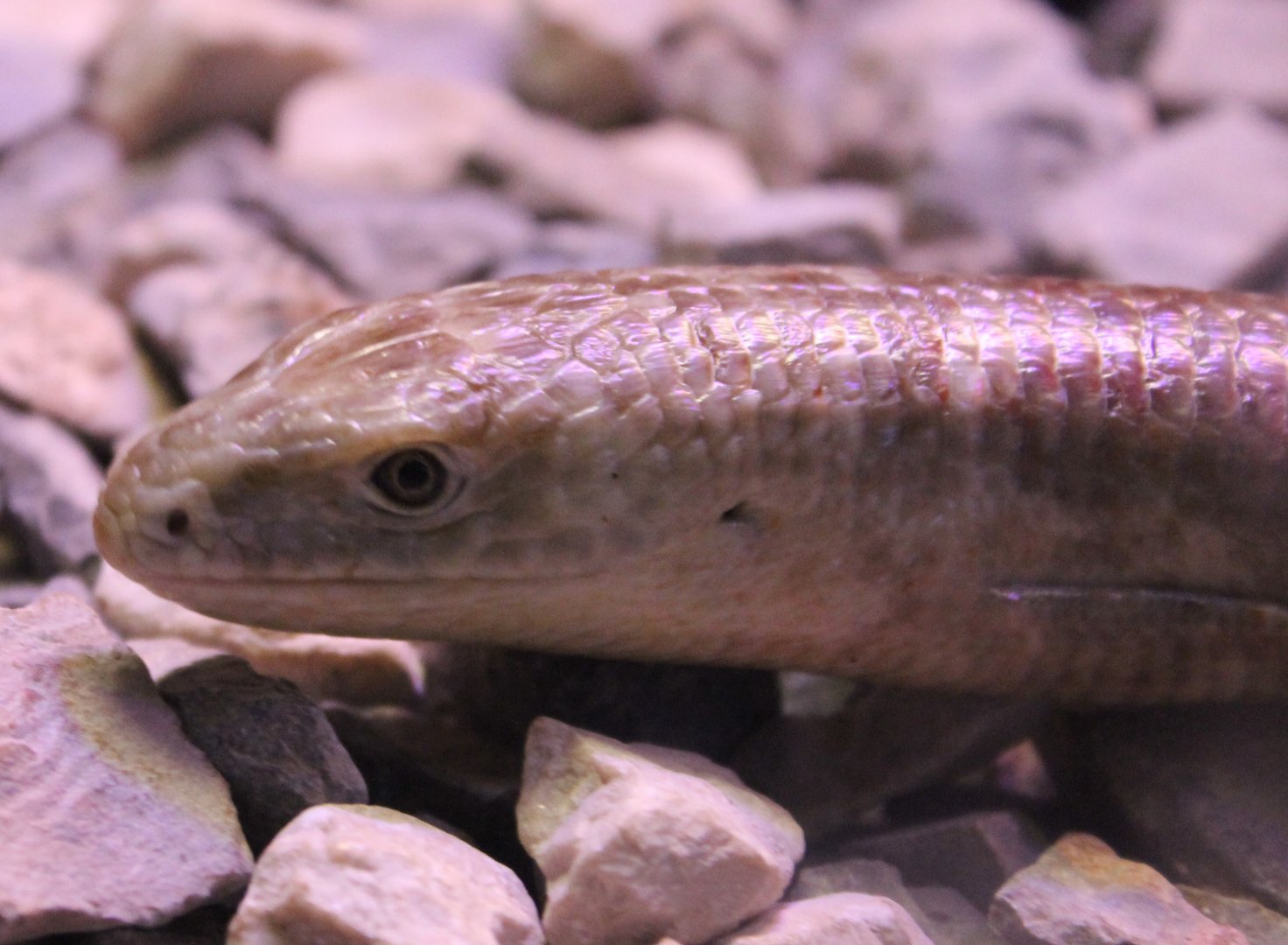 European legless lizard