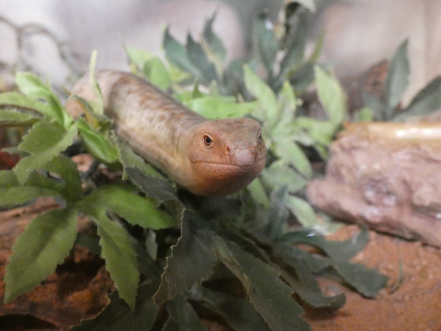 European Legless Lizard