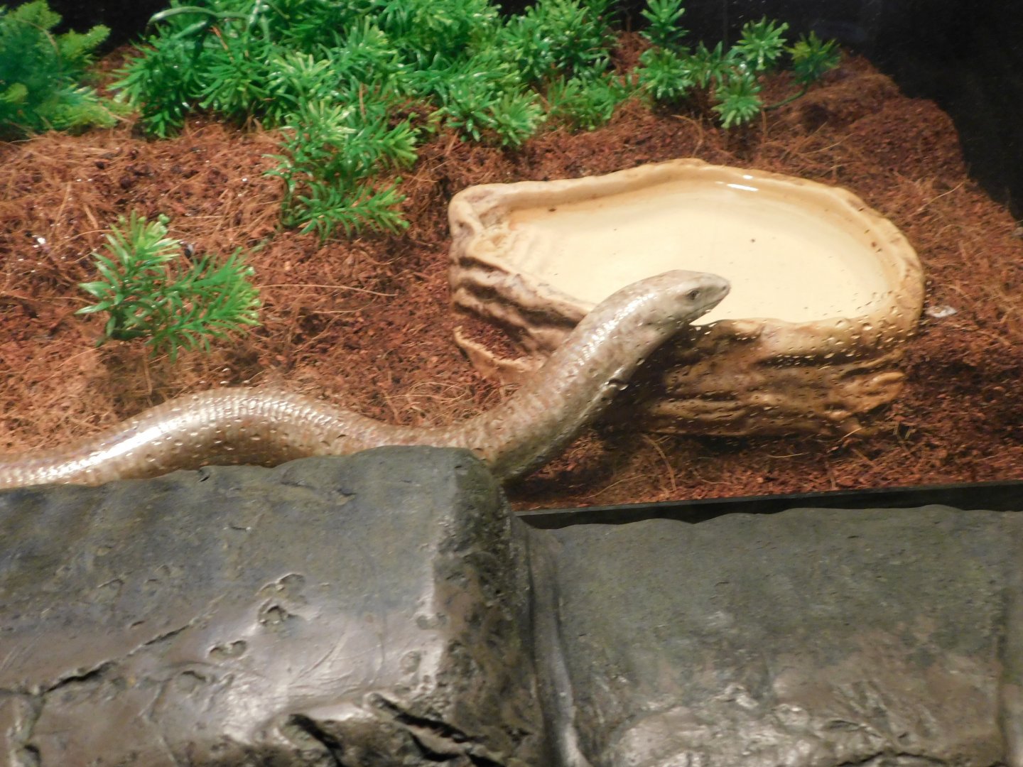 European Legless Lizard