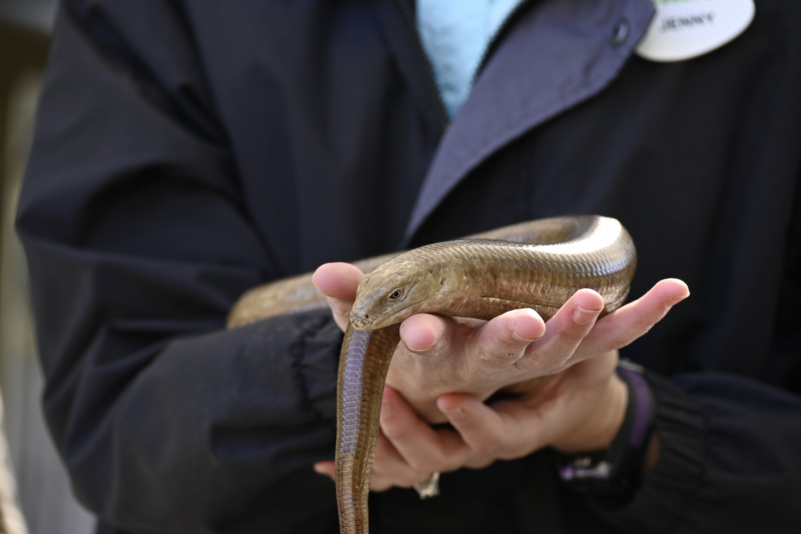 European Legless Lizard