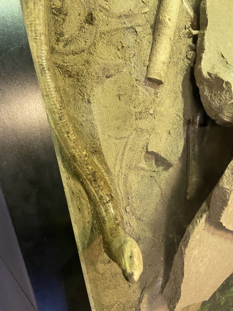 European Legless Lizard