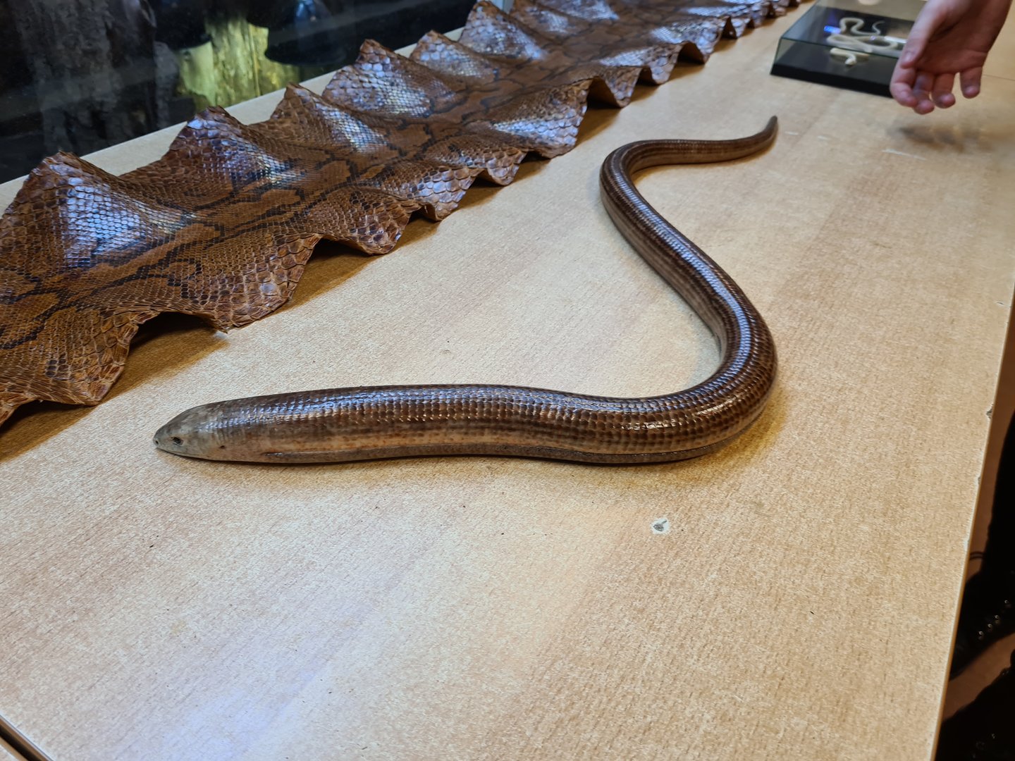 European legless lizard