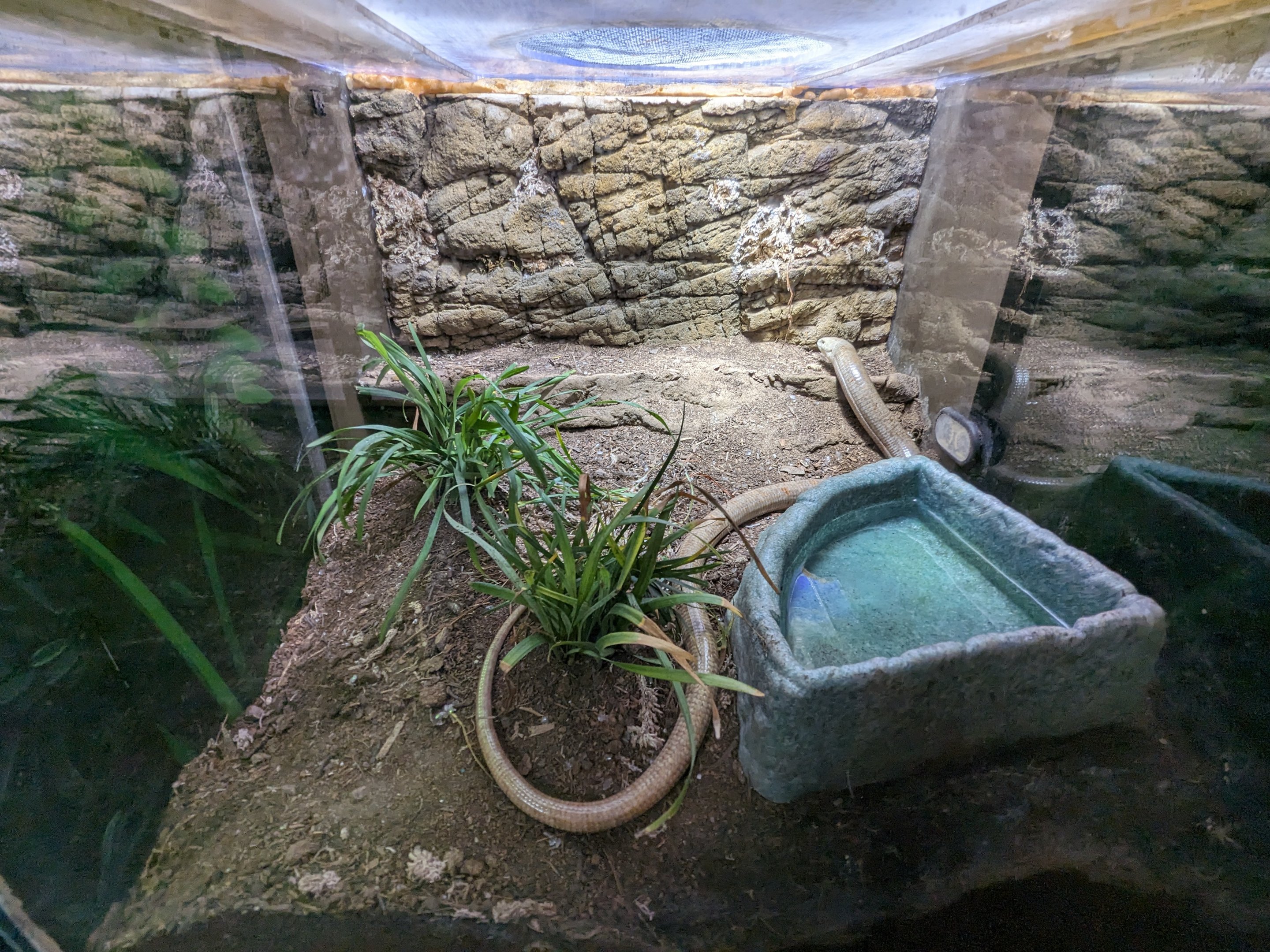 European legless lizard