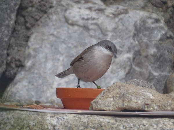European lesser whitethroat (Corruca curruca currucaO