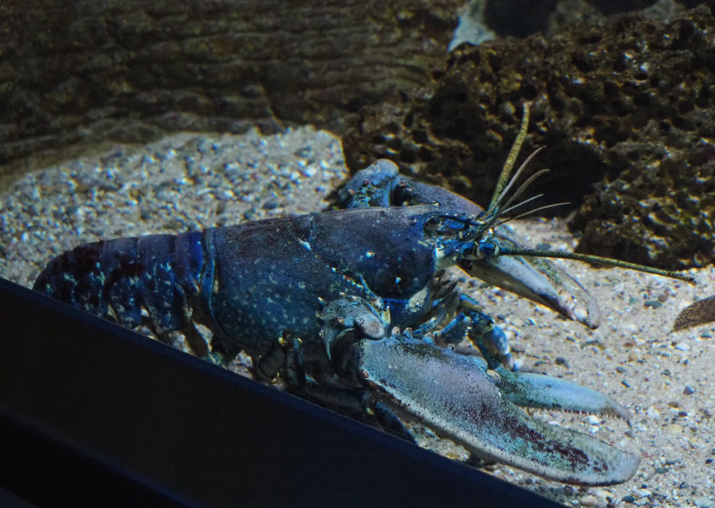European lobster (Homarus gammarus), 2019-12-30