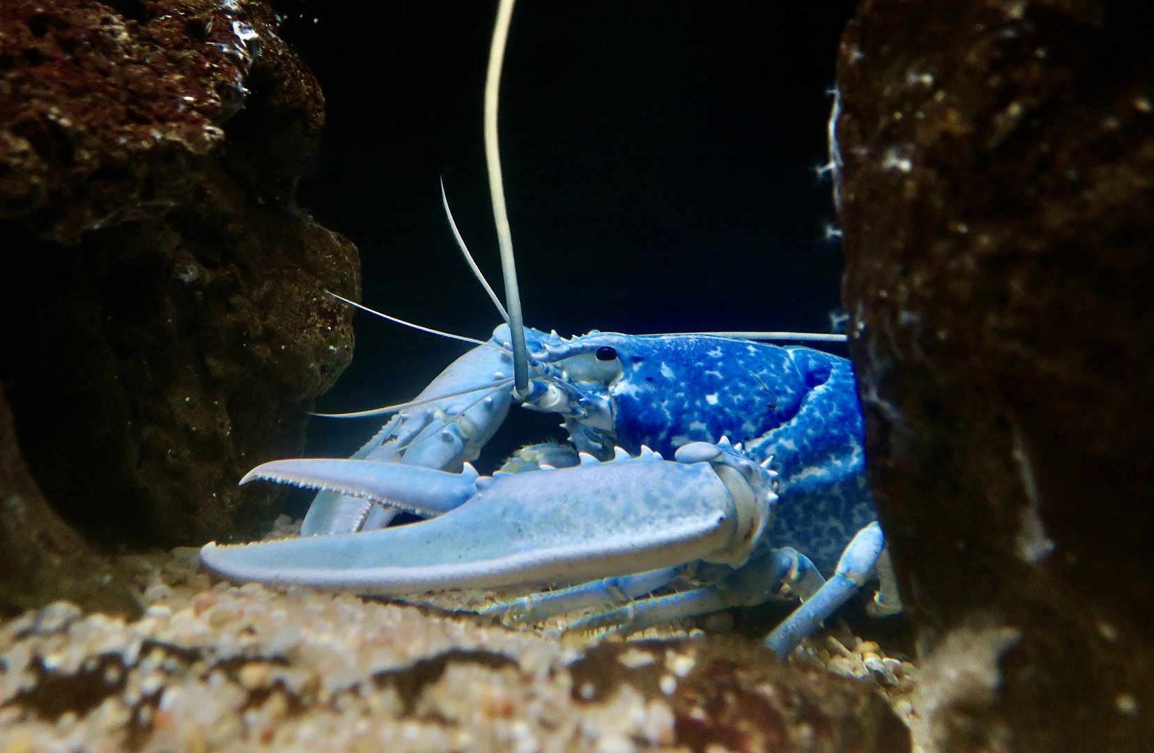 European Lobster (Homarus gammarus) - blue phase