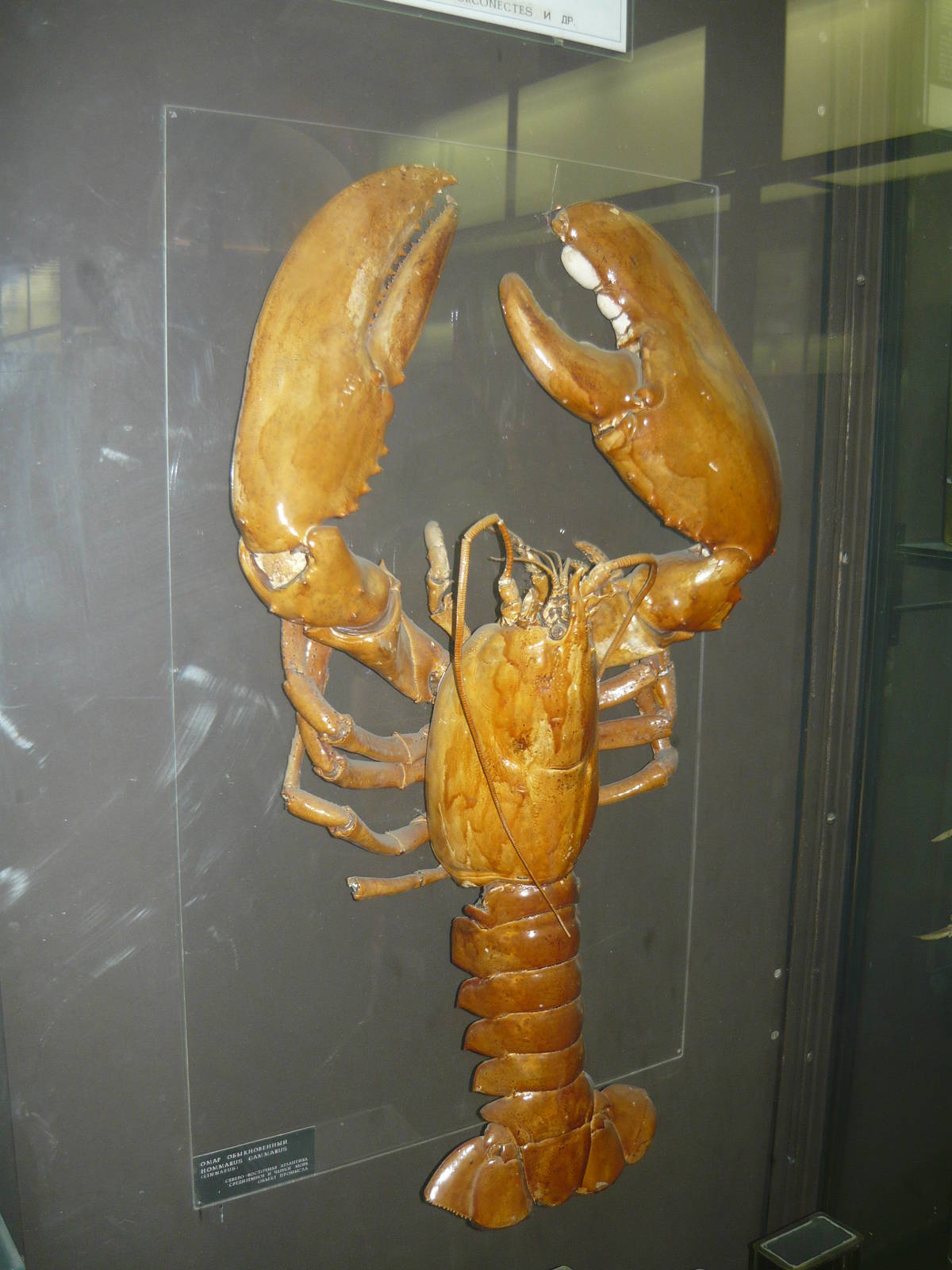 European lobster (Homarus gammarus)