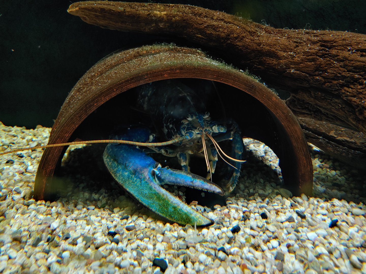 European lobster in its aquarium