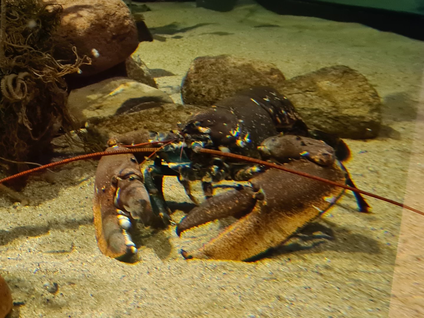 European lobster in Wreck tank