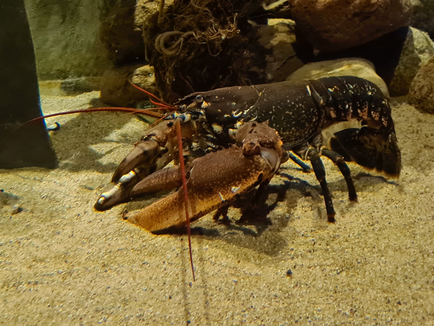 European lobster in Wreck tank