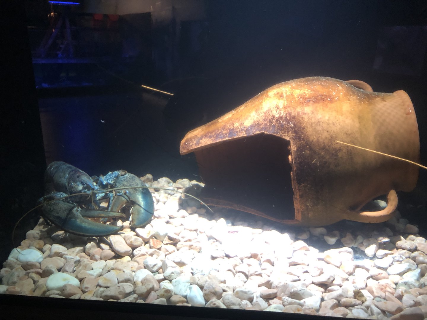 European (?) lobster tank at Emaar aquarium