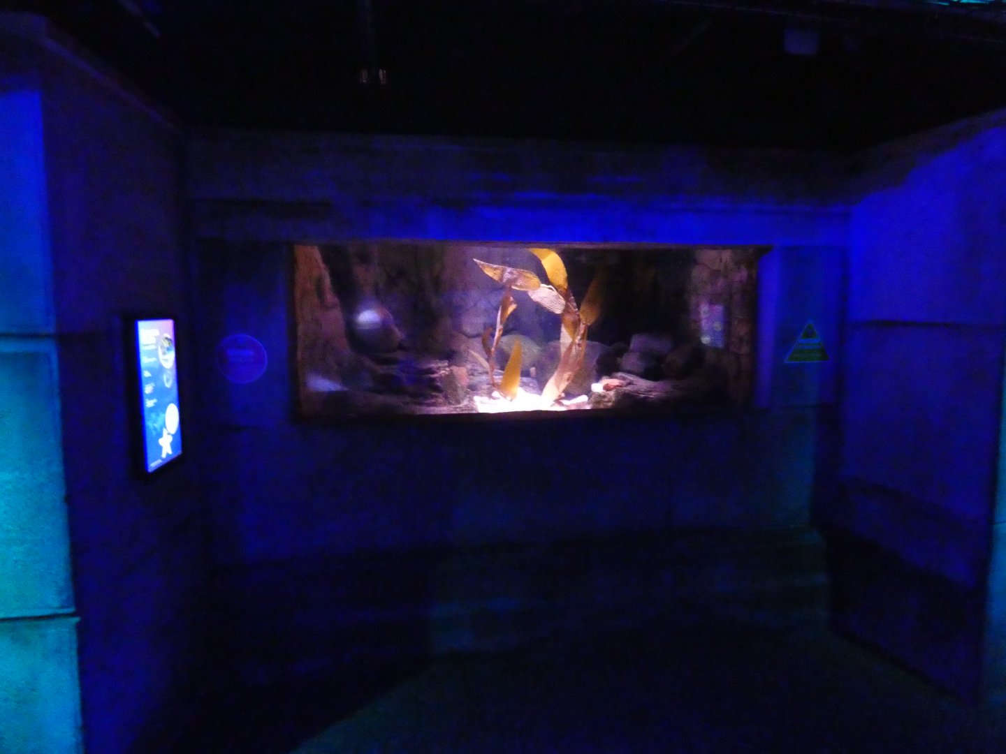 European lobster tank