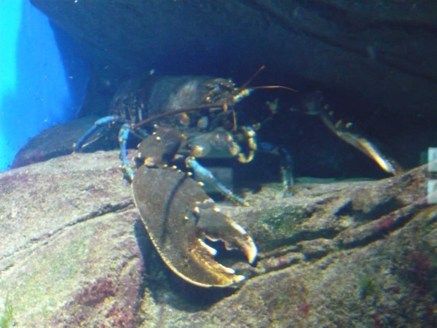 European lobster