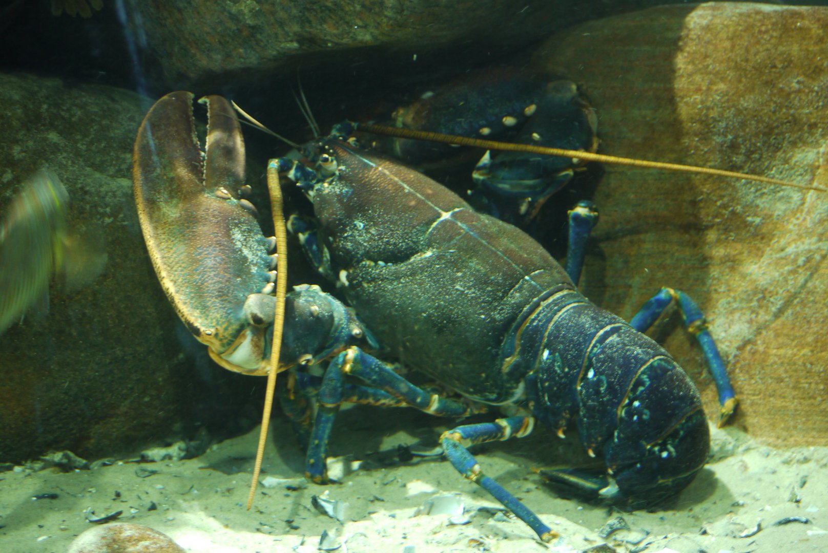 European Lobster