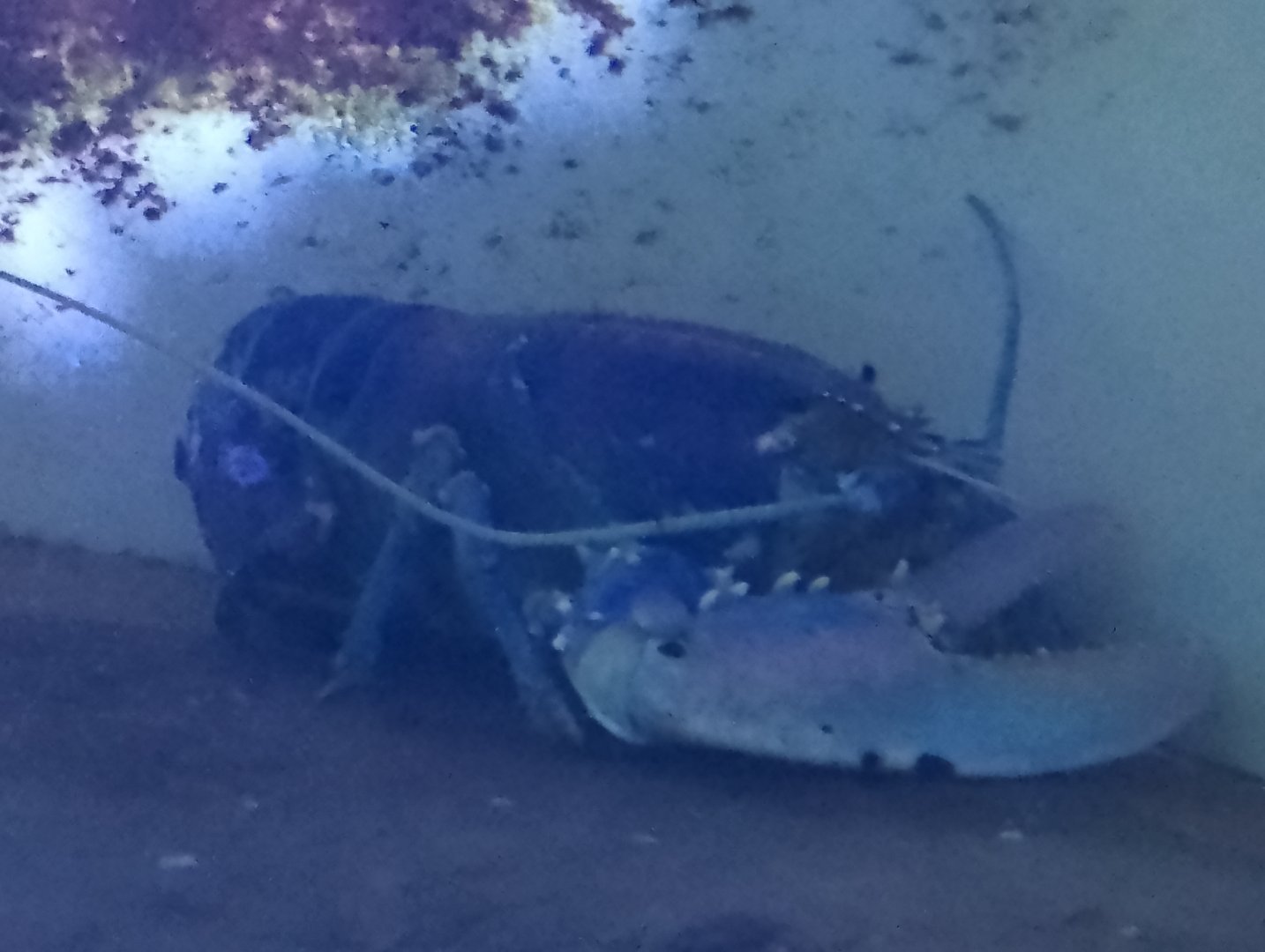 European lobster