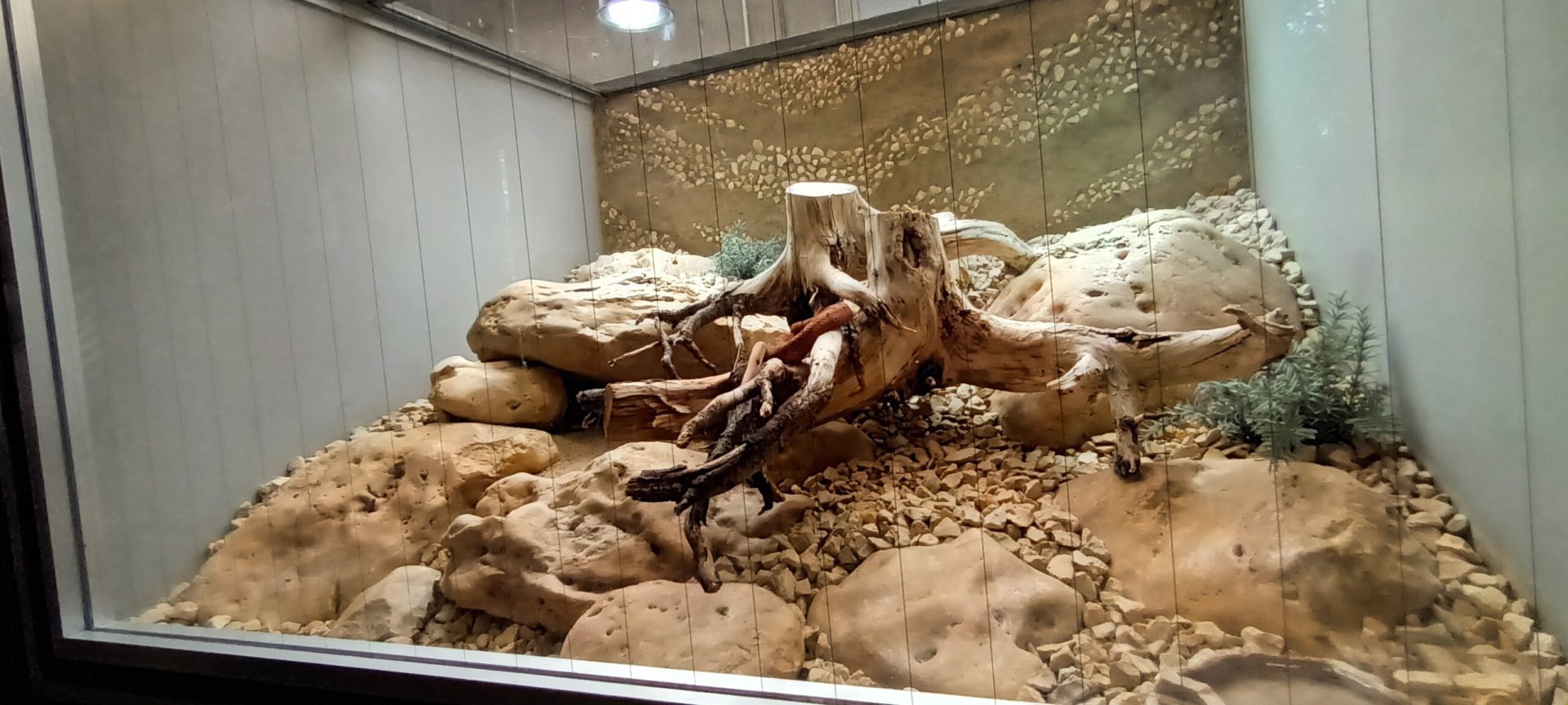 European long noased Viper Habitat