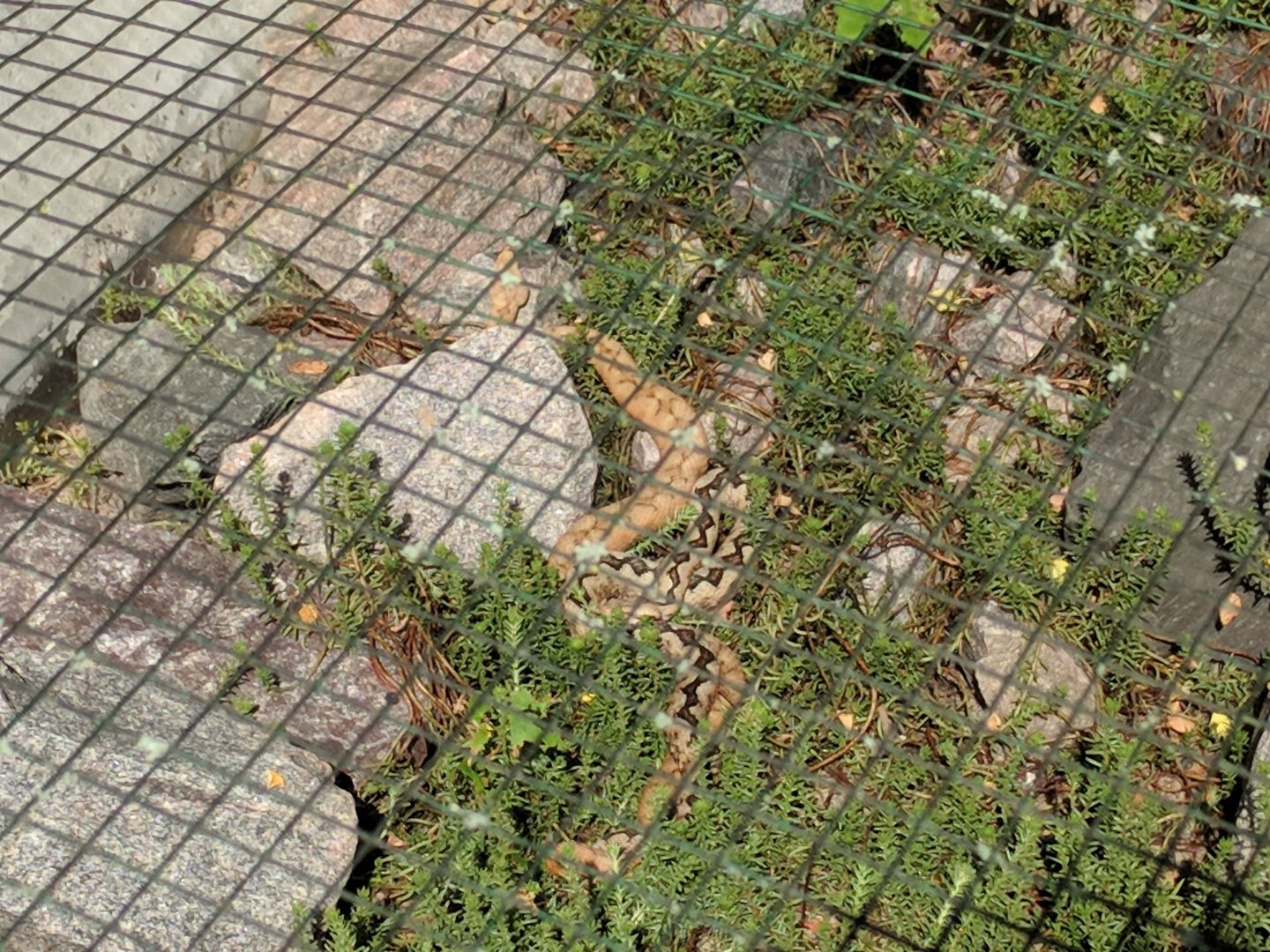 European Long nosed Viper Enclosure