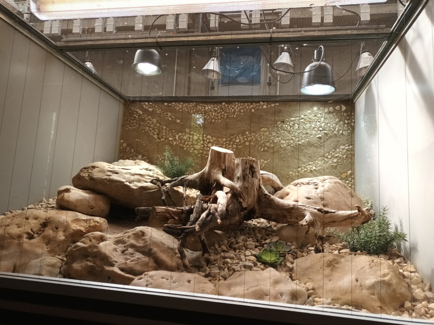 European long nosed Viper Habitat