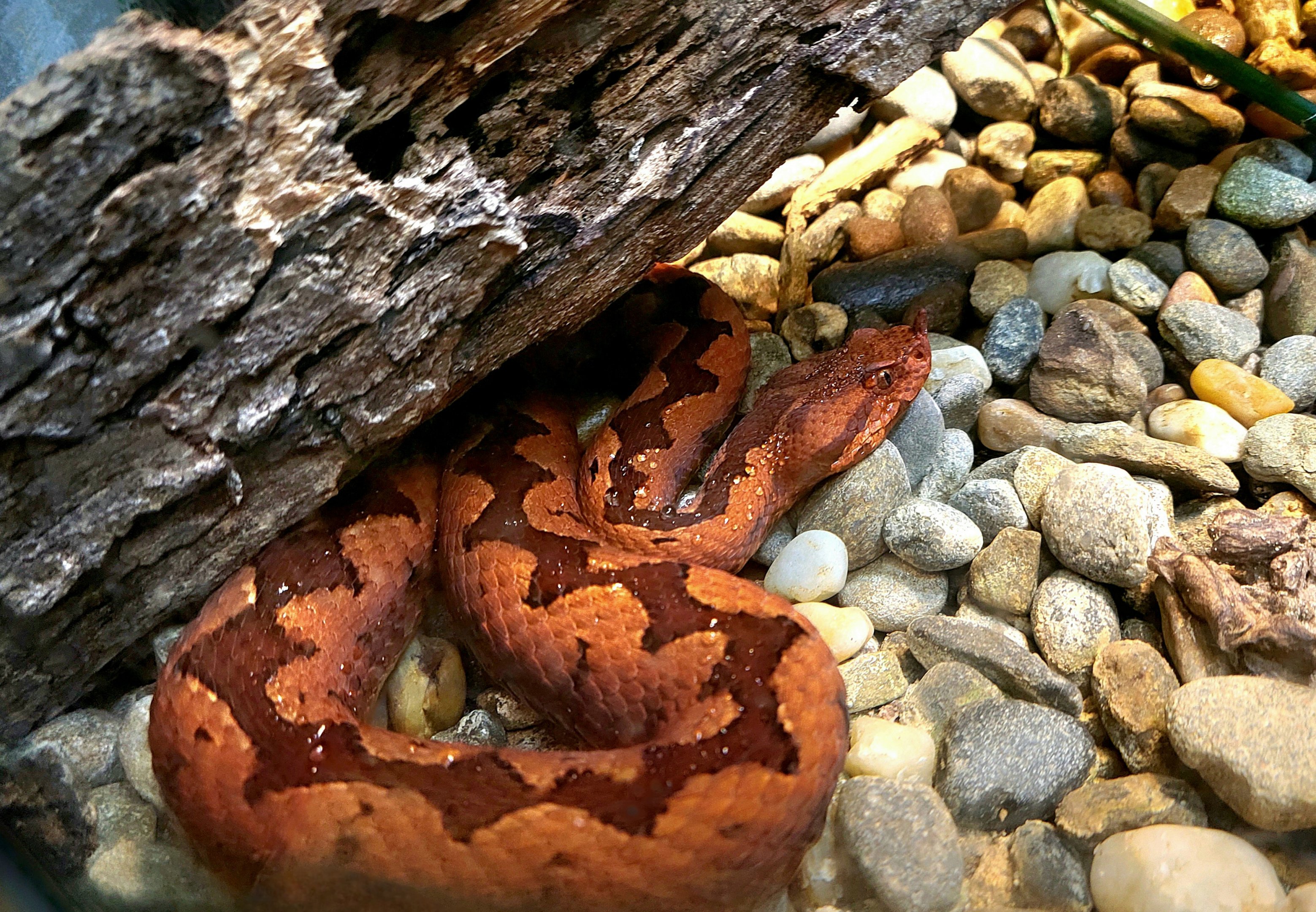 European Long-Nosed Viper - Riverbanks Zoo