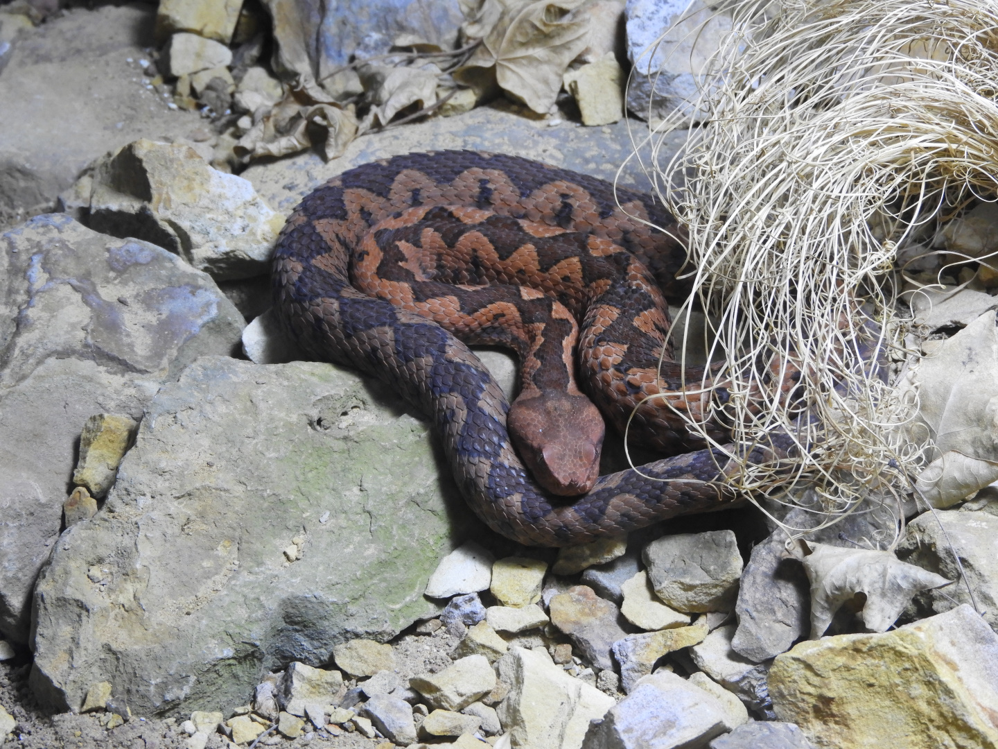 European Long-nosed Viper (Vipera ammodytes)