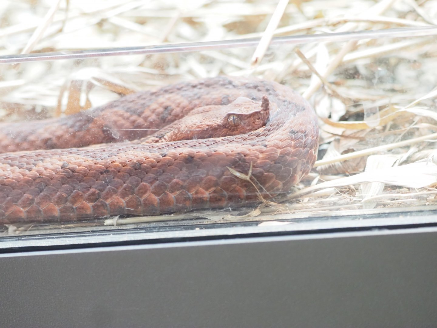 European Long-Nosed Viper