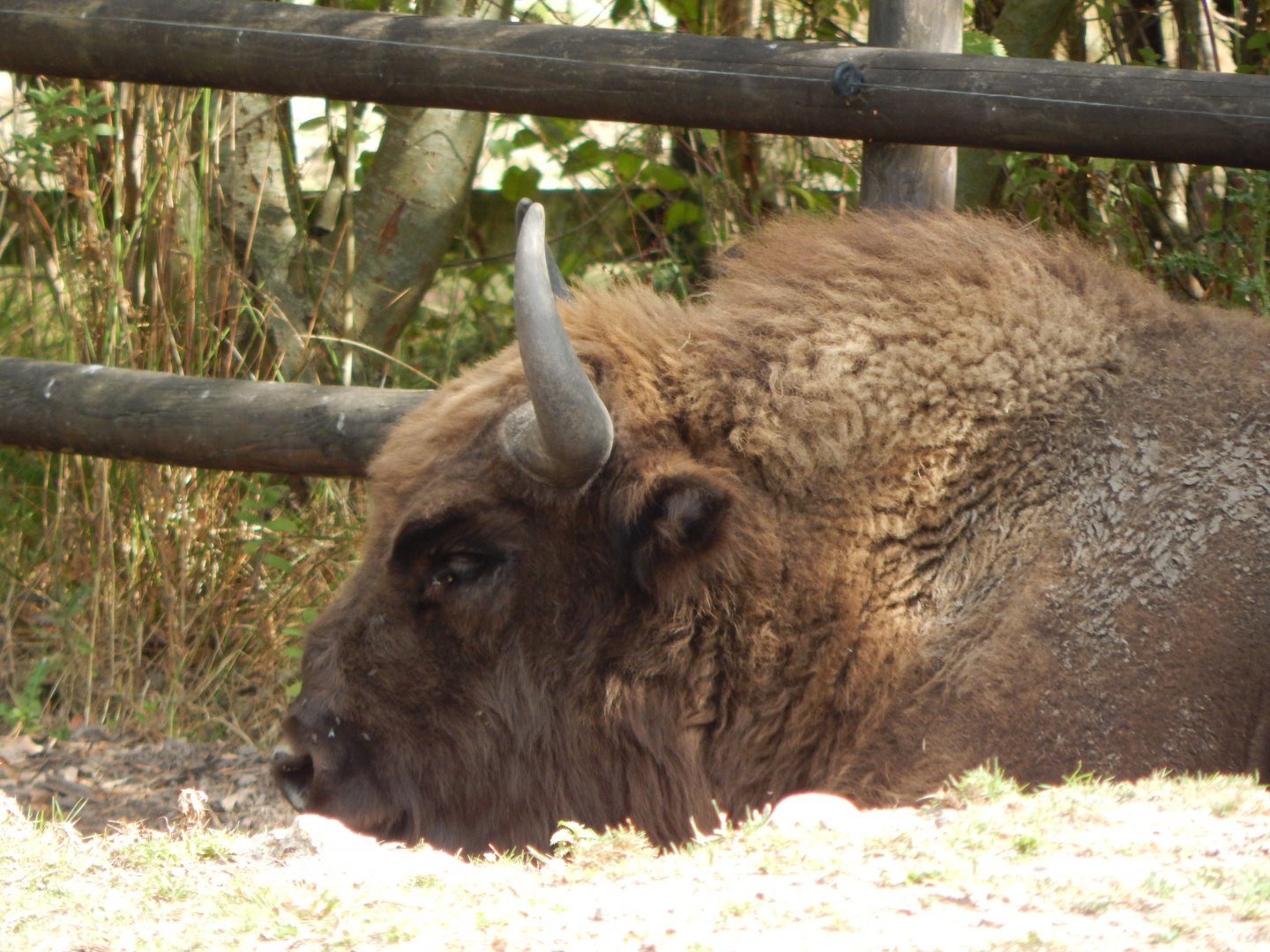 European lowland-bison 030924