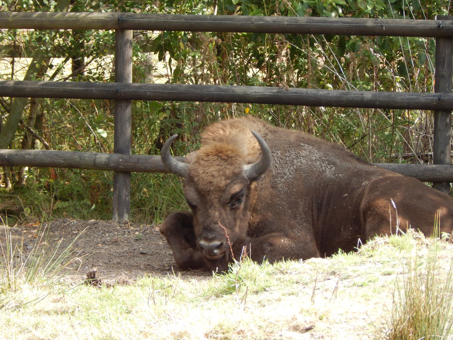 European lowland-bison 030924