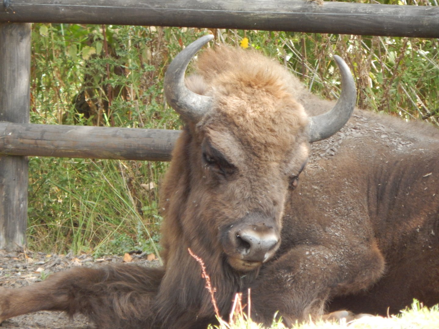 European lowland-bison 030924