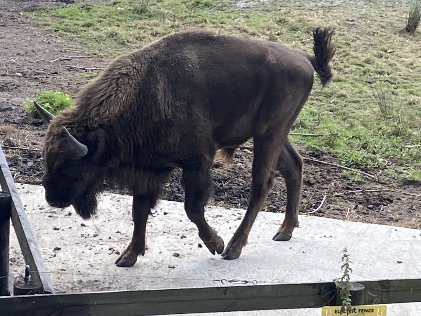 European lowland-bison 030924