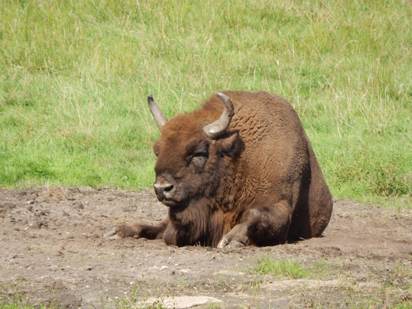 European lowland-bison 130924