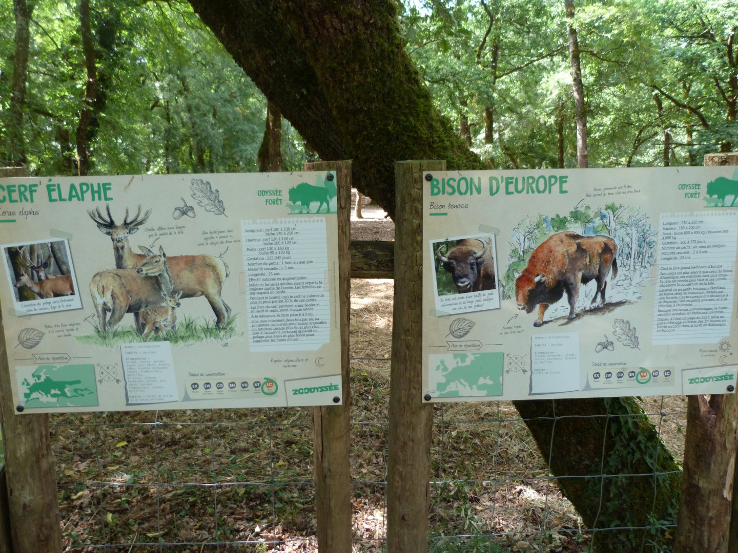 European lowland bison and Central European red deer signs -Zoodyssée (2025)