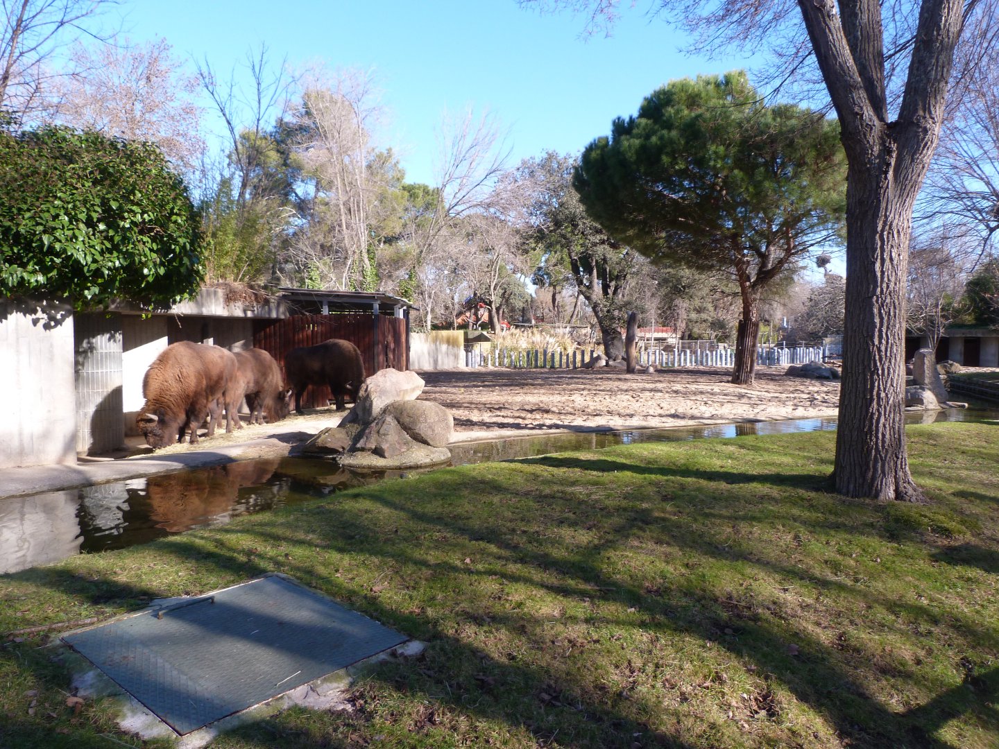 European lowland bison exhibit -Zoo Aquarium de Madrid (2025)