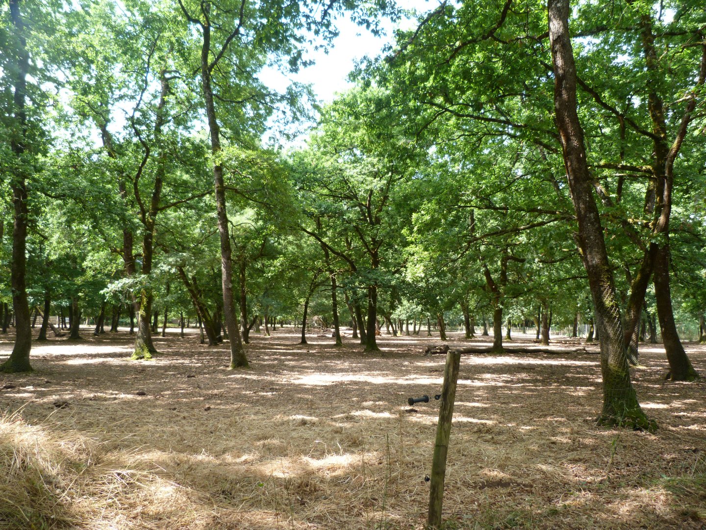 European lowland bison exhibit -Zoodyssée (2025)